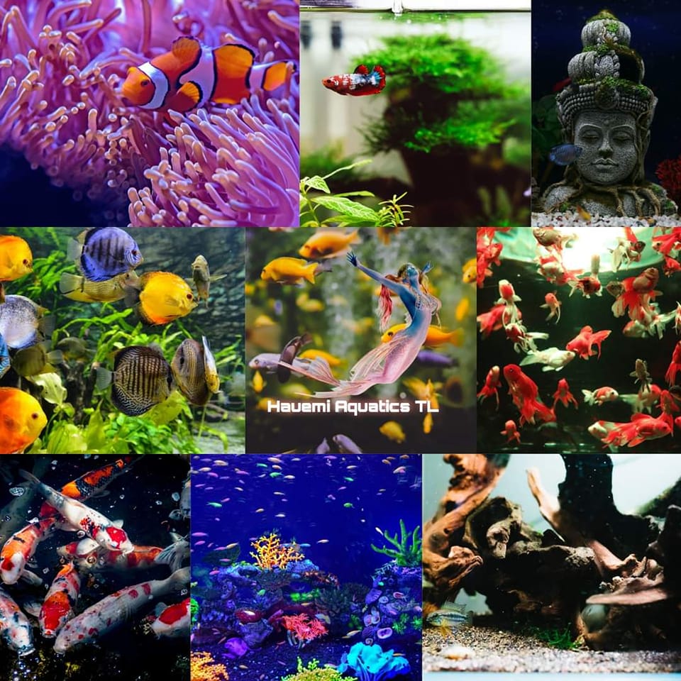 La Union Fish Hobbyist and Pet Enthusiast | Rush! Rush! Over head sump ...