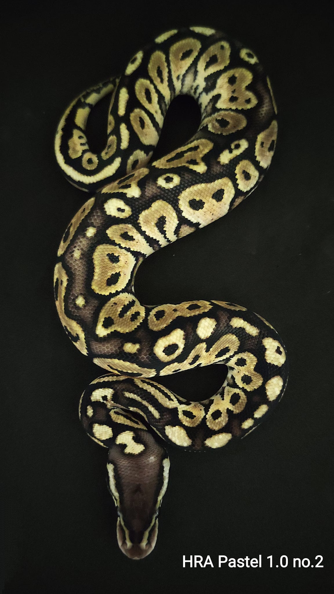 Snake Gentleman - HRA Pastel 2.0 เร็วๆกันหน่อยนะเพื่อนๆ...