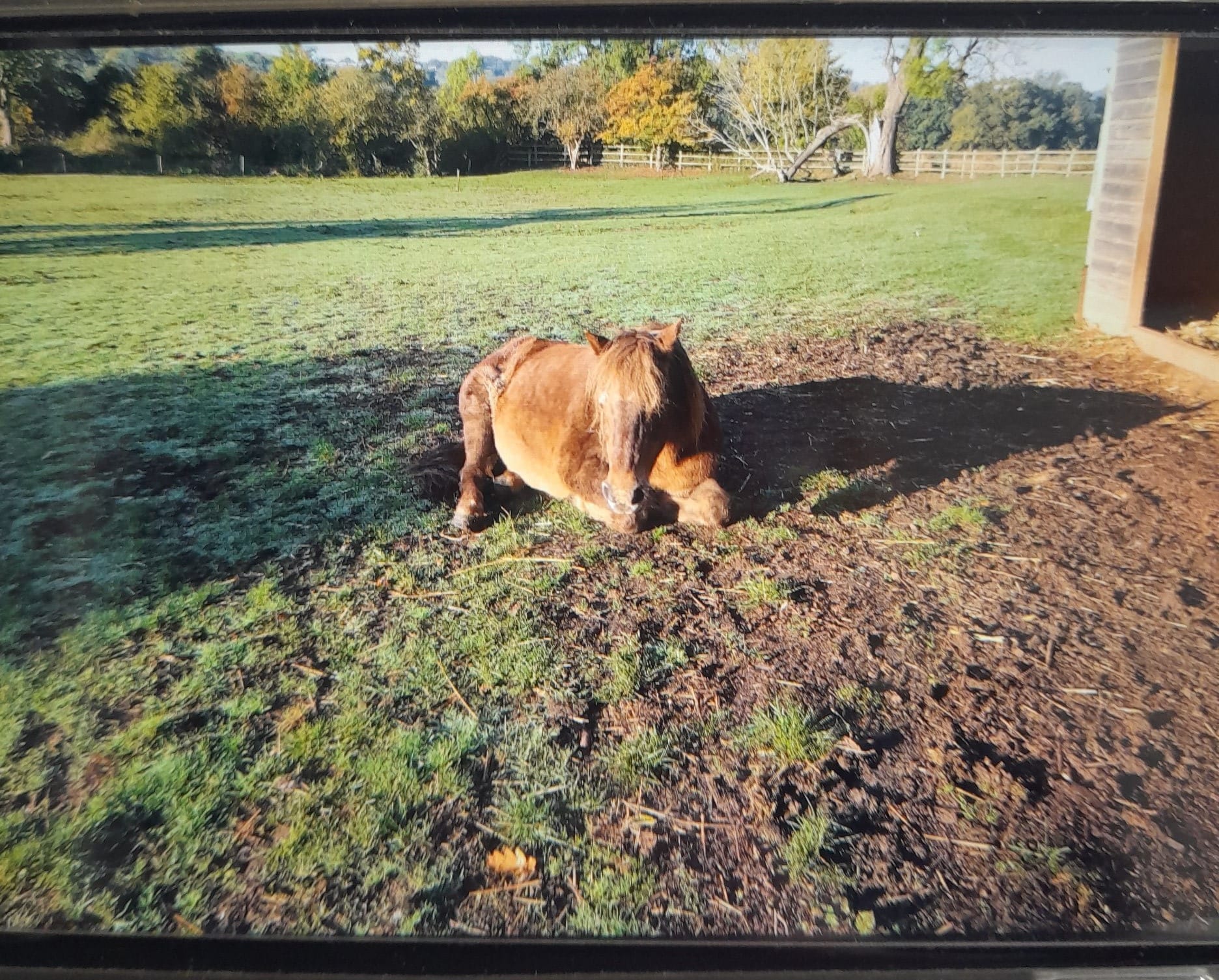 Caldecote riding school & Alpaca walking