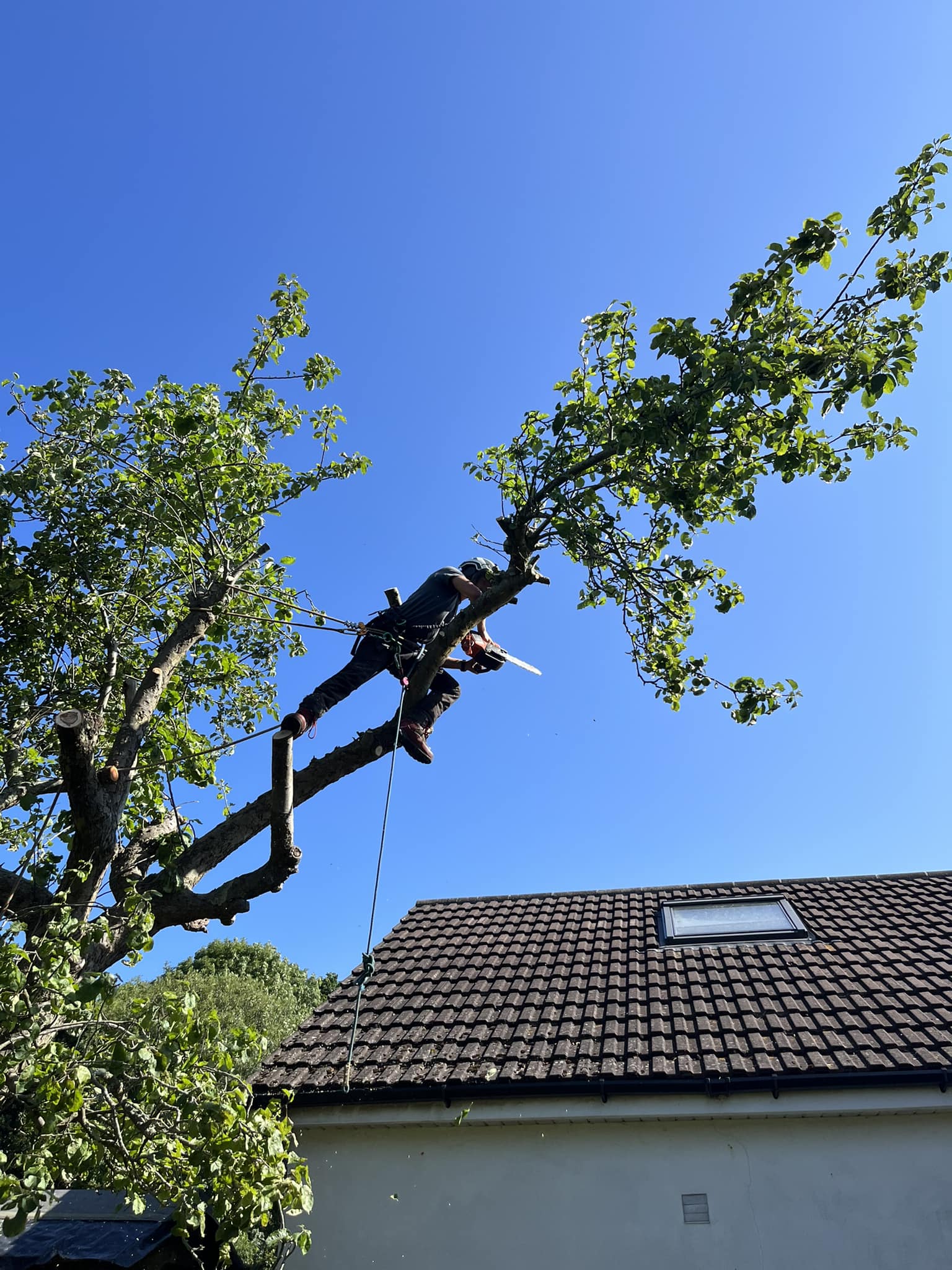 Cooke & Co Tree Services | Bournemouth