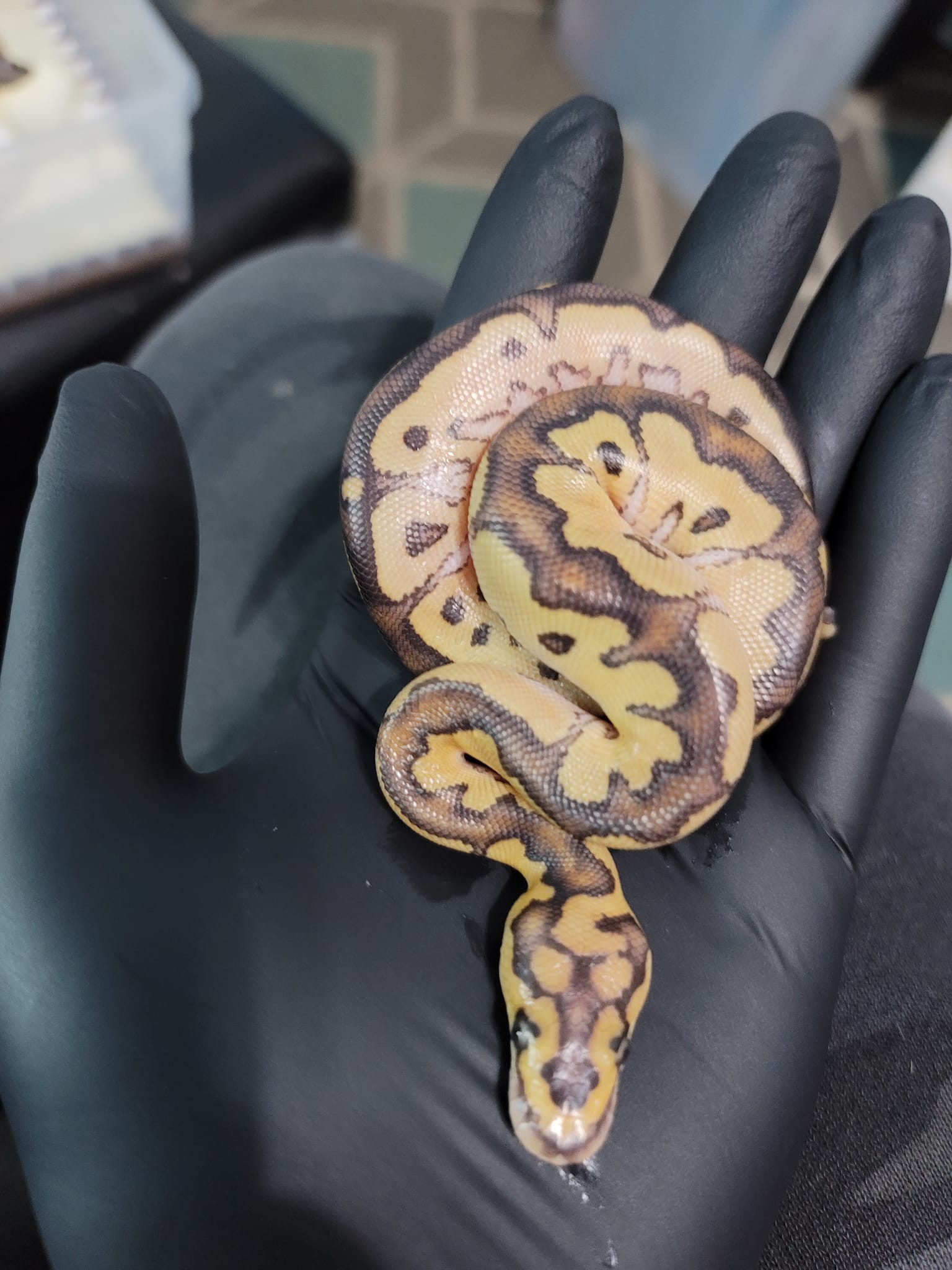 Postal Pythons | Daytona Beach FL