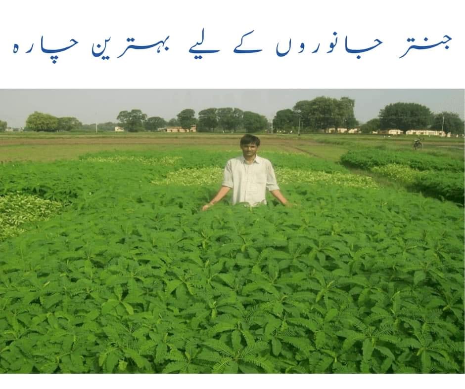 Waris Dairy And Agri Farm | Mandi Bahauddin