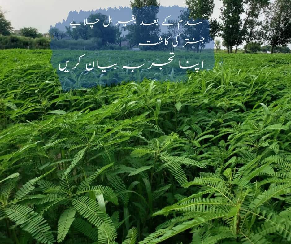 Waris Dairy And Agri Farm | Mandi Bahauddin