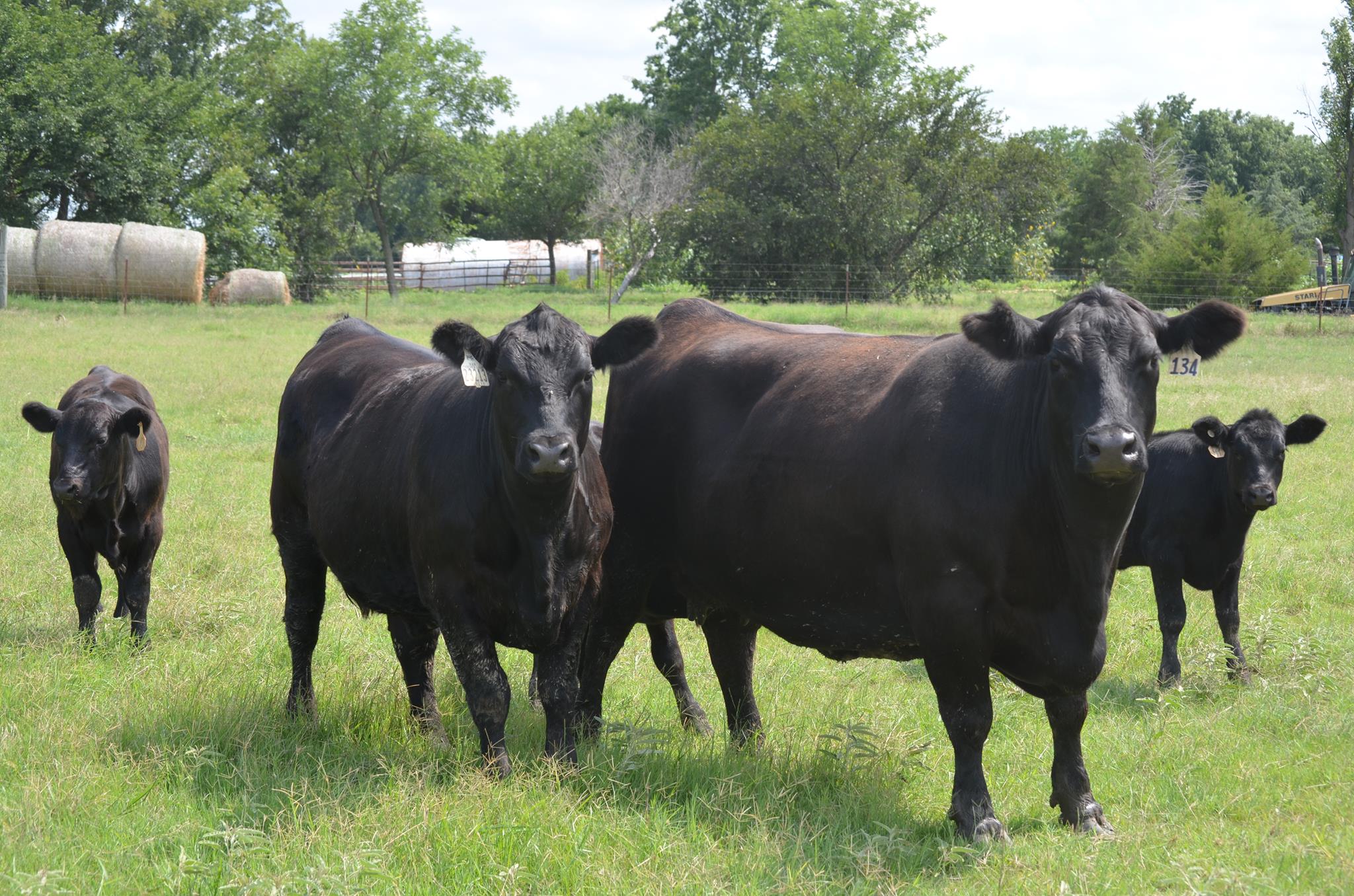 Blubaugh Angus Ranch | Tonkawa OK