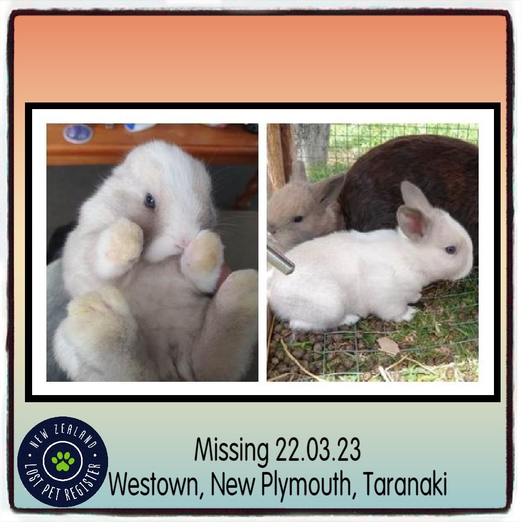 MISSING – RABBIT –... - New Zealand Lost Pet Register - NZLPR