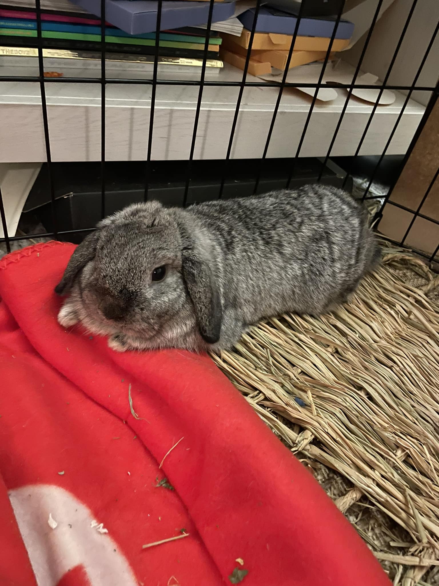Should pain medication be given to a bunny acting normal after GI 