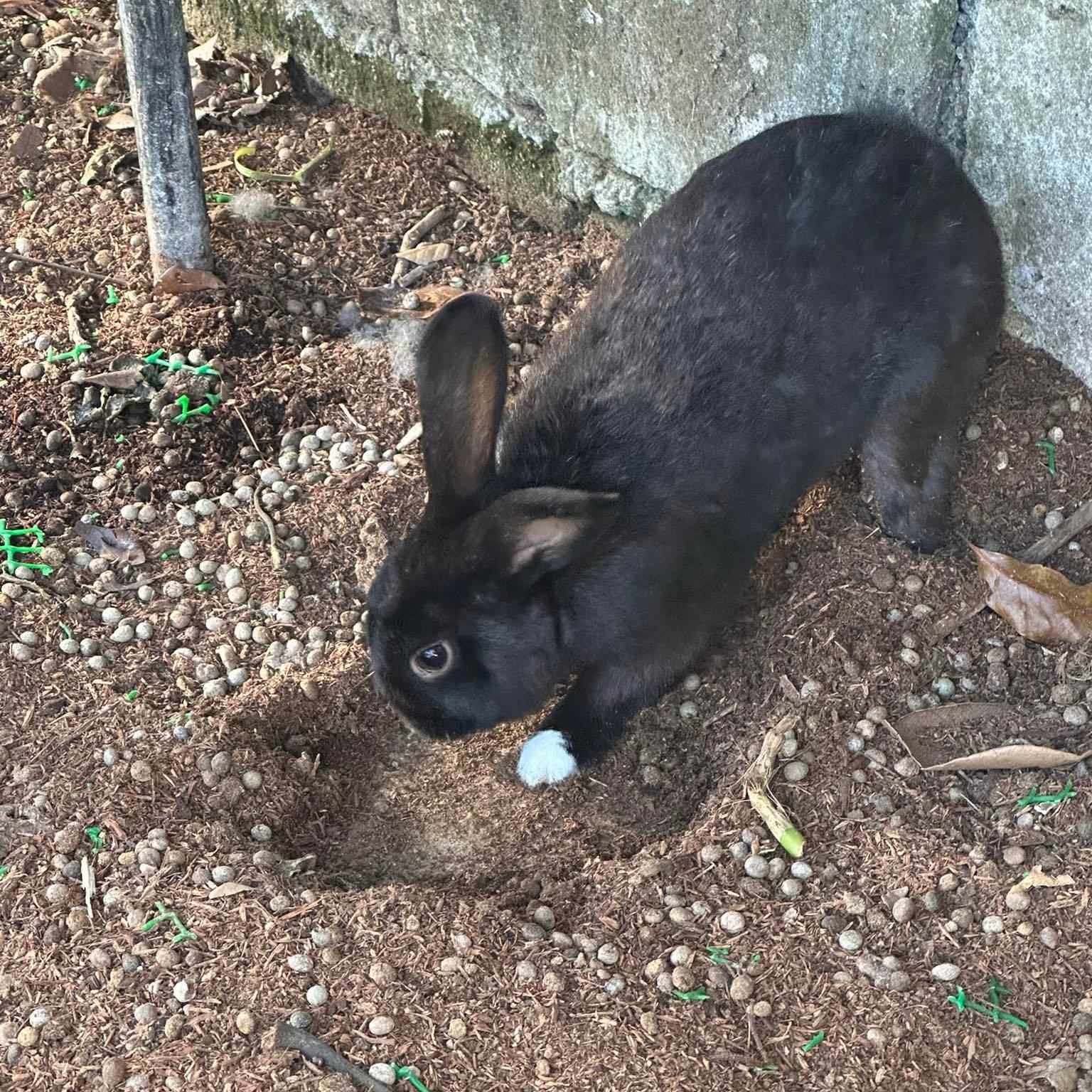 WIN - Did you know? 👨‍🌾 Rabbit manure is one of the richest sources of ...