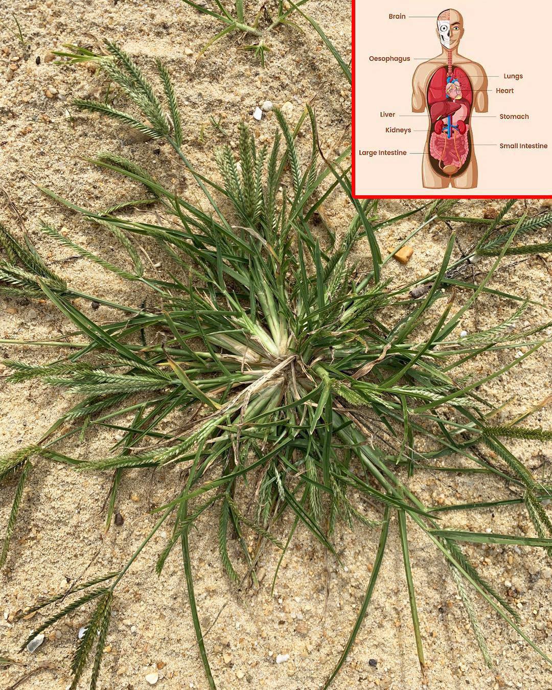 Plants and gardening - Goosegrass: Most people have no idea how ...