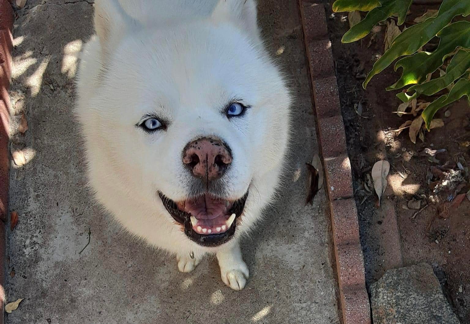 ️Me... - Alljoy 4 Paws, a Husky Rescue in Southern California