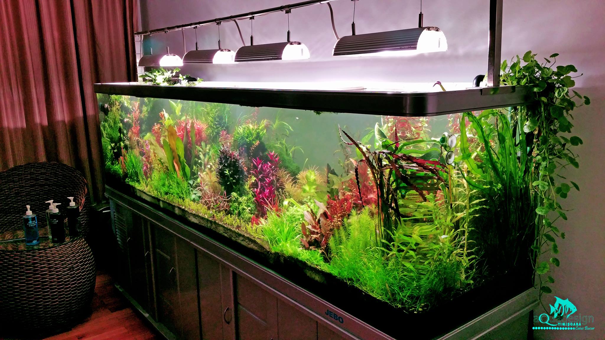 Verzii.... 😊. Rasbora Kubotai și în plan îndepărtat jos rasbora ...