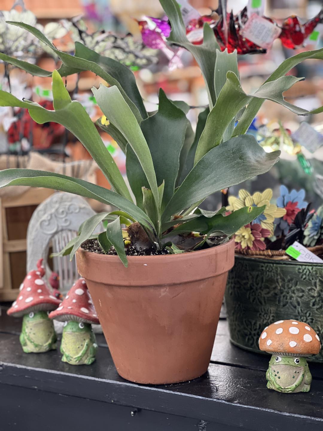 Identifying platycerium hillii and bifurcatum