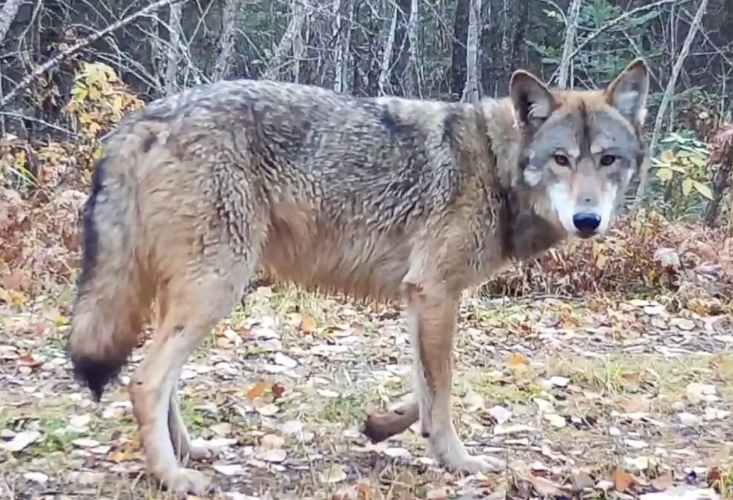 A plucky wolf is still surviving in... - Bring Me The News | Facebook