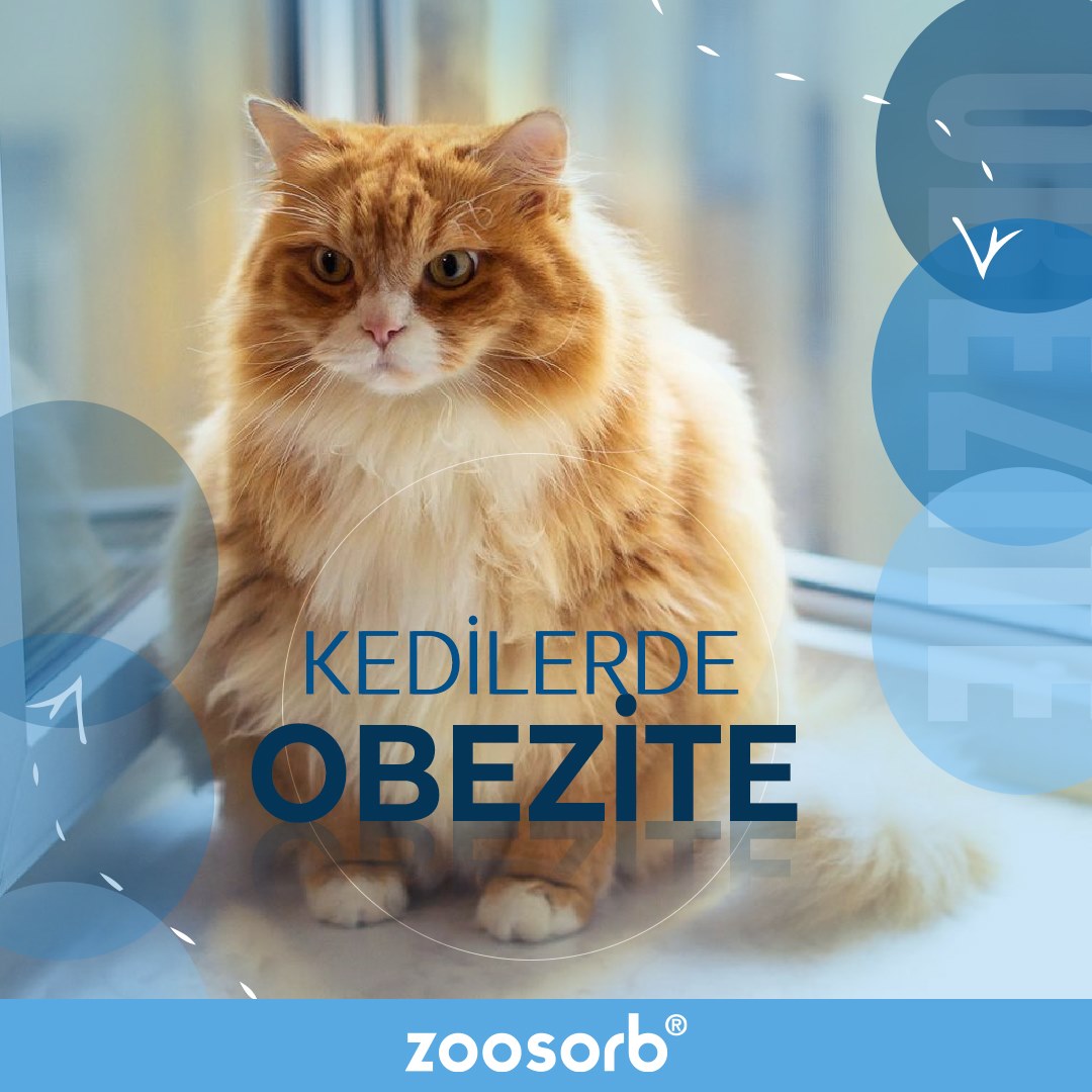 Zoosorb - Kedilerde obezite, vücuttaki yağ oranının aşırı... | Facebook