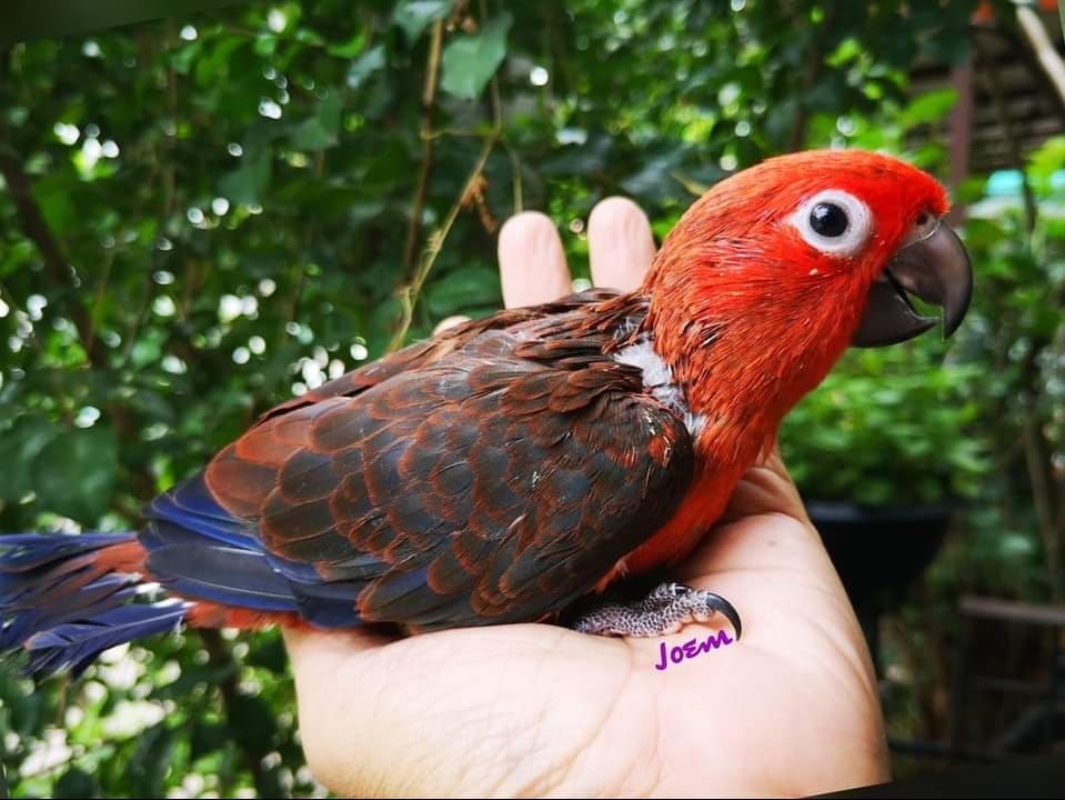 Belal Moheb - ♦️Parrot Colors And Mutations.. Sun Conure...