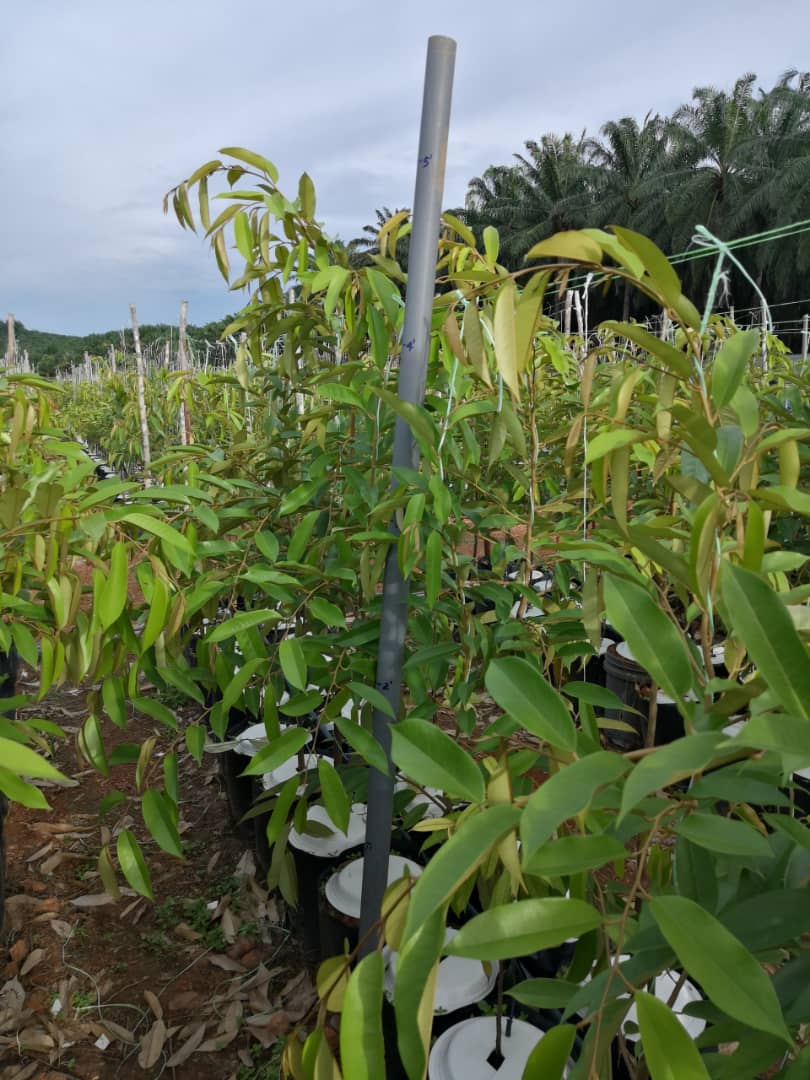 DAT Plantation Enterprise | Pasir Panjang