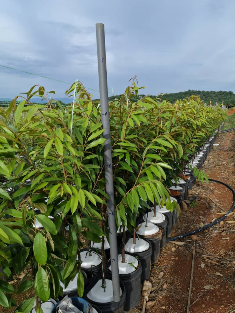 DAT Plantation Enterprise | Pasir Panjang