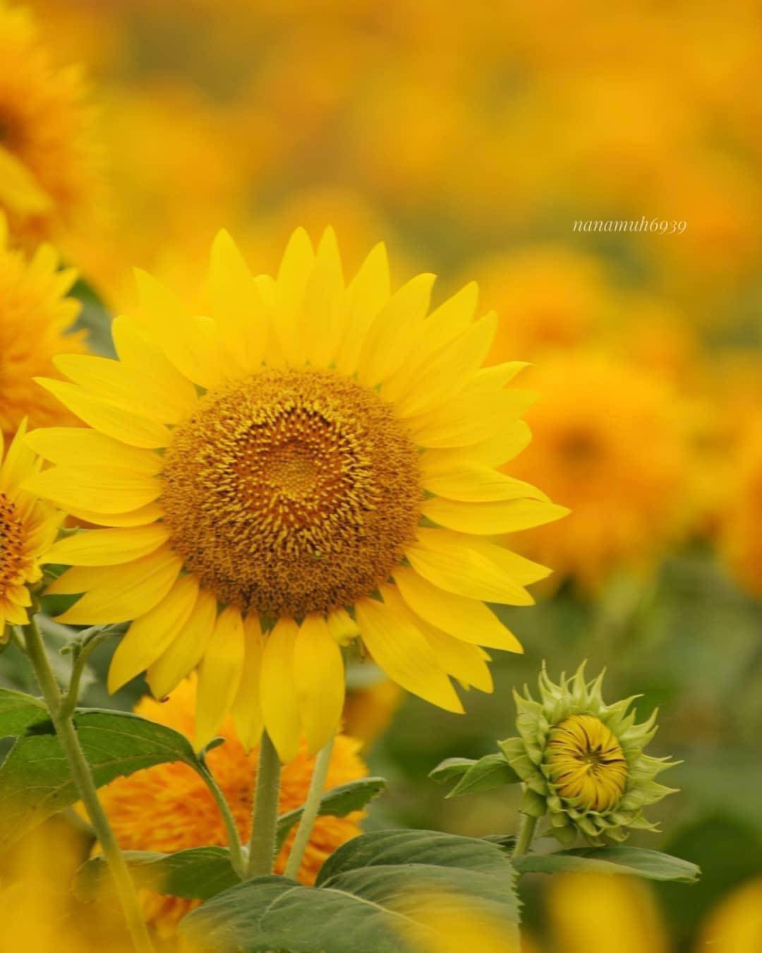 🌻 In Japan, himawari (sunflowers) are a quintessential symbol of