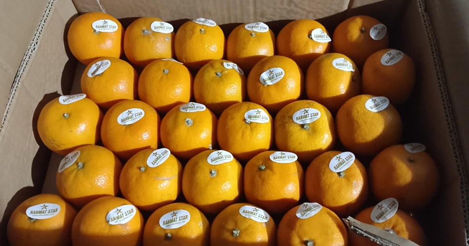 Kinkan citrus fruits in Japan