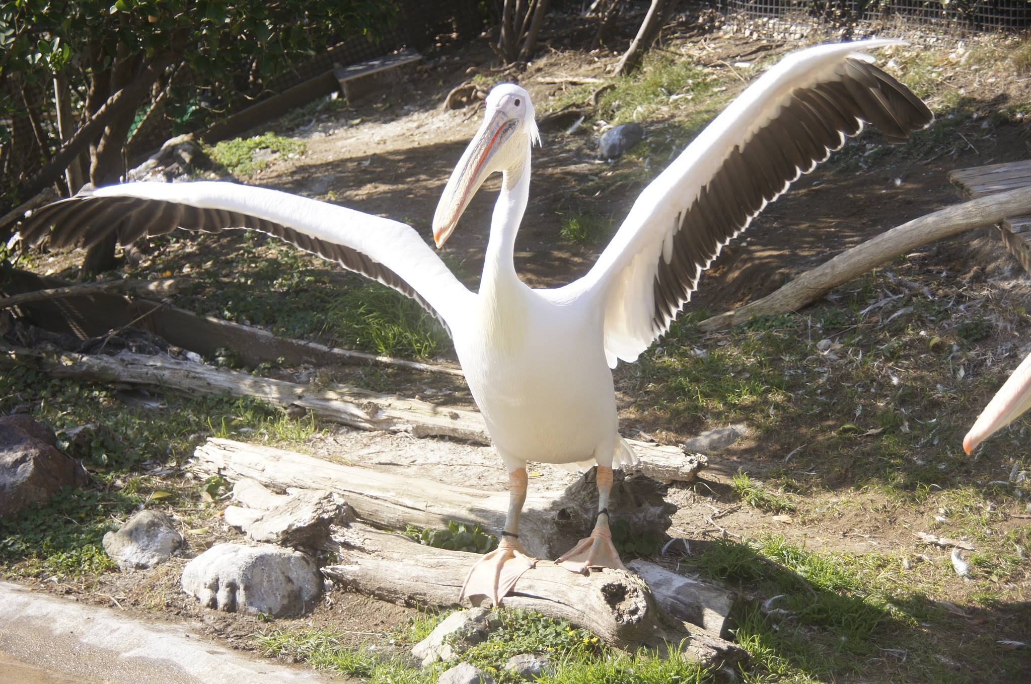 鴨川シーワールド Kamogawa Sea World - 〈ペリカンの池にて〉 翼を