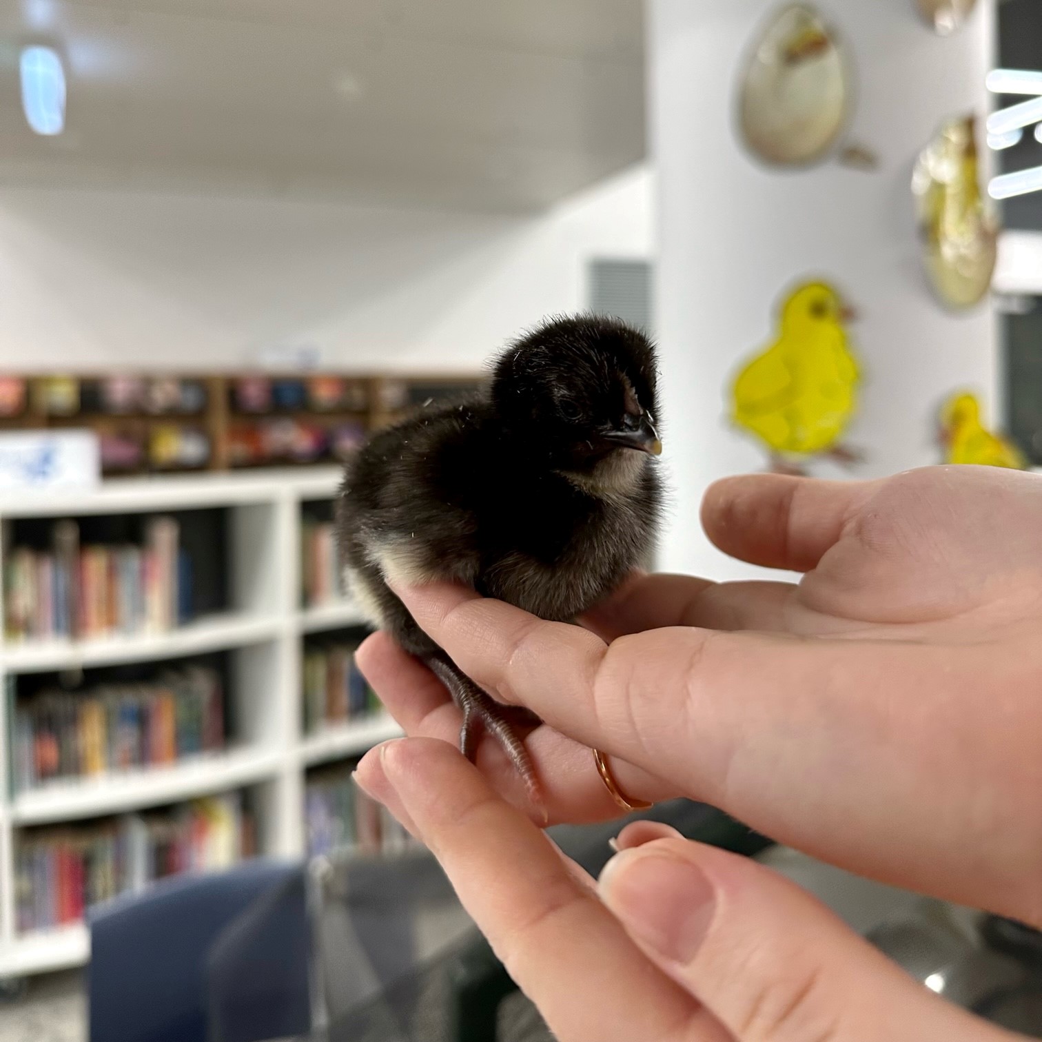 🐥 Farewell, chickens! 🐣 Today we said... - Canning Libraries | Facebook