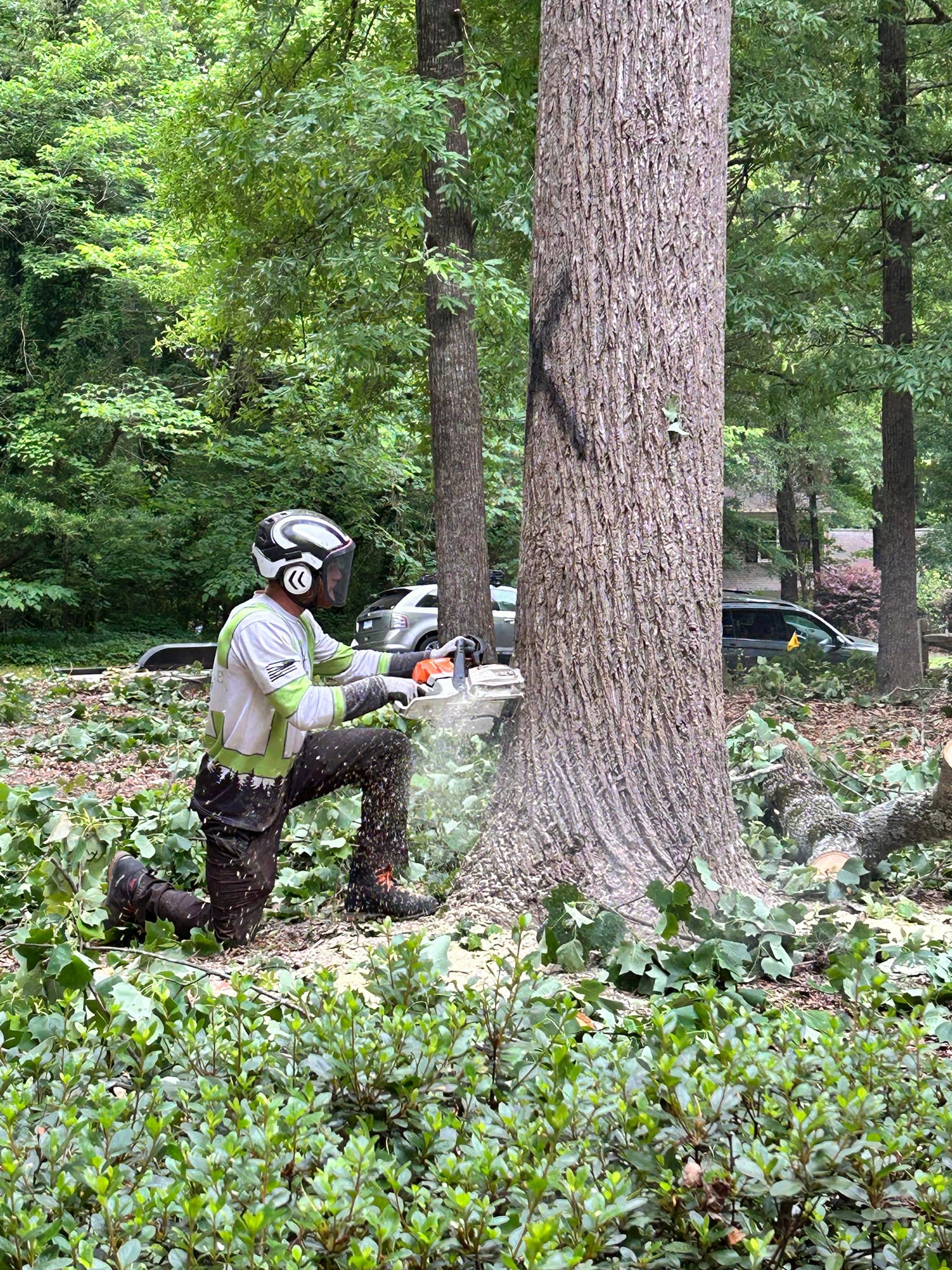 Asheville Affordable Tree Men | Fairview NC