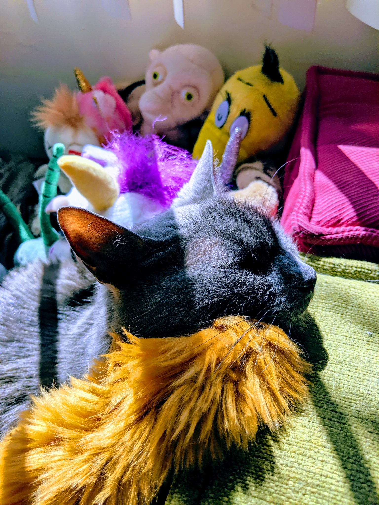 LESS BARK MORE MEOW