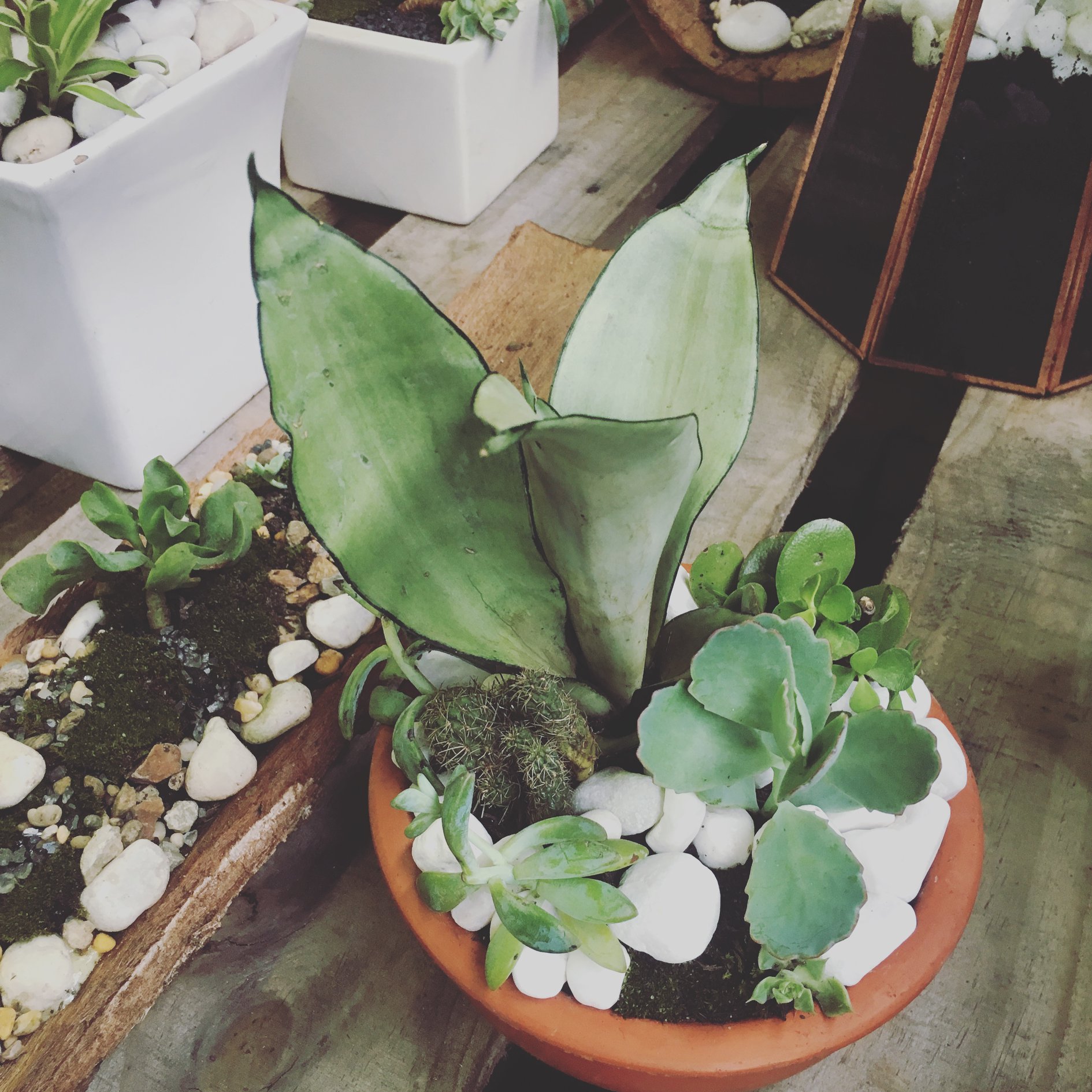 The Garage Botanical | Burleigh Heads QLD