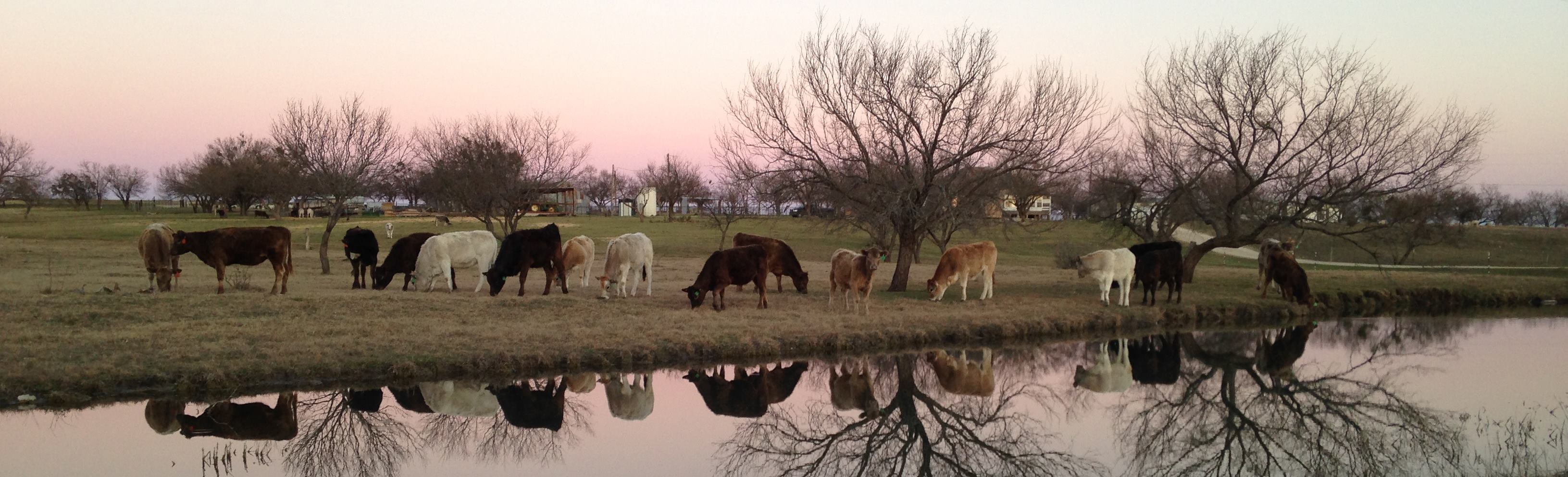 Reflections Ranch