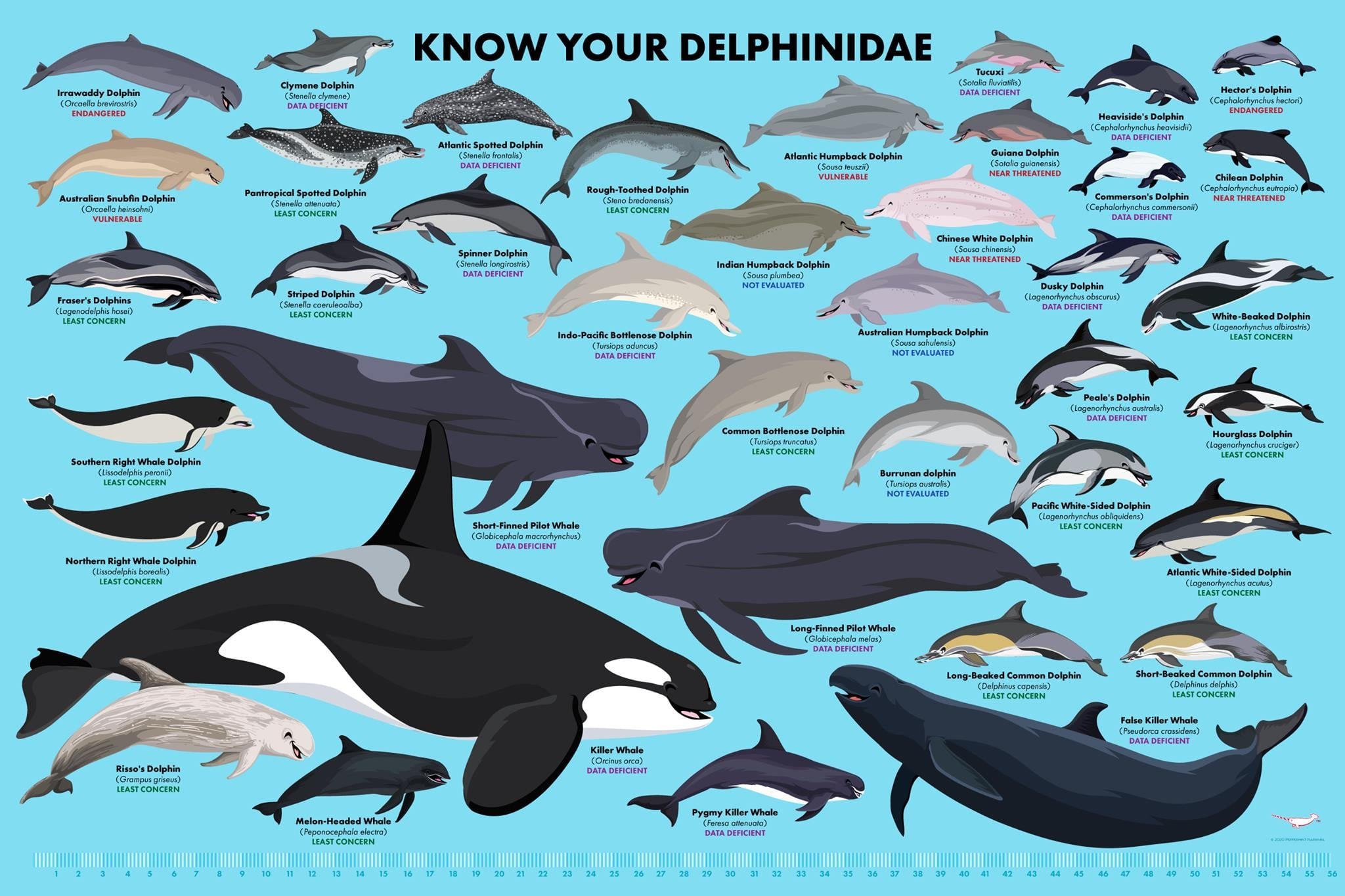Ocean - Happy #DolphinAwarenessMonth! The word Delphinidae comes from ...