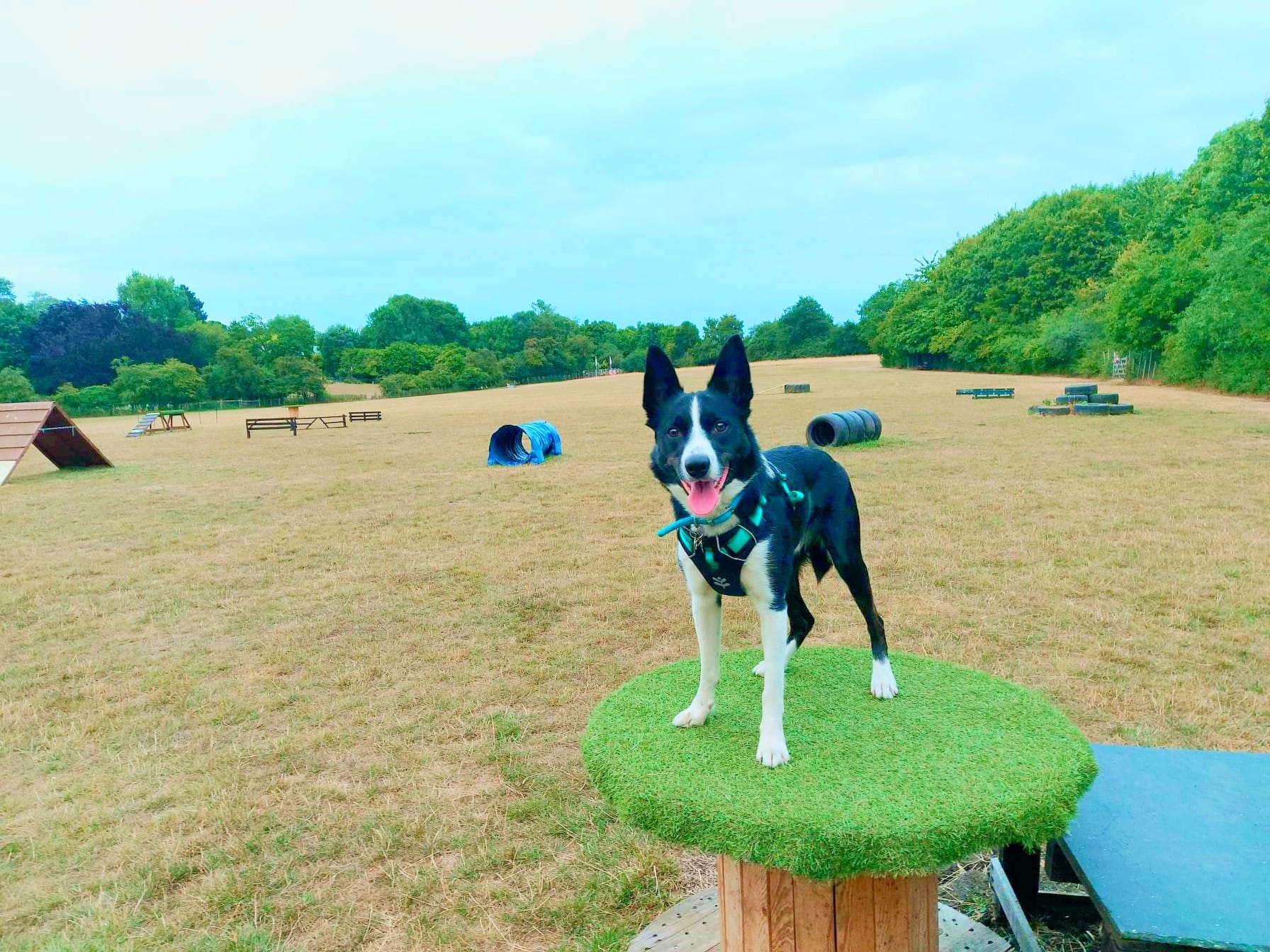 🎉 Good news post 🎉 Zero has now... - Roaming Dogs Rescue | Facebook