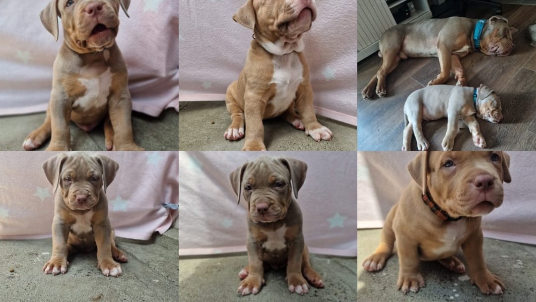 Xl Narla xl bully