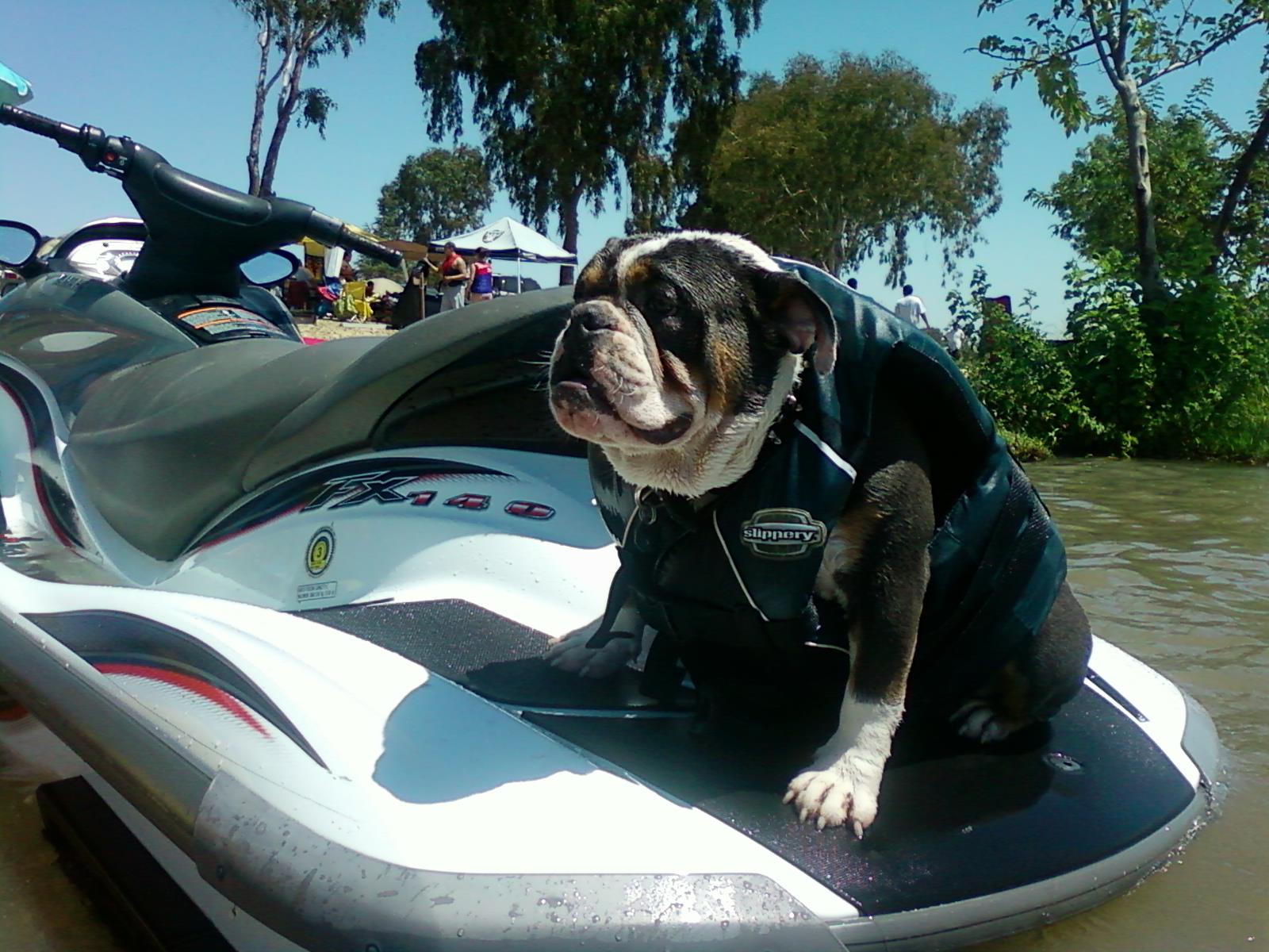 Jose Espinoza - Rockabull Bulldogz