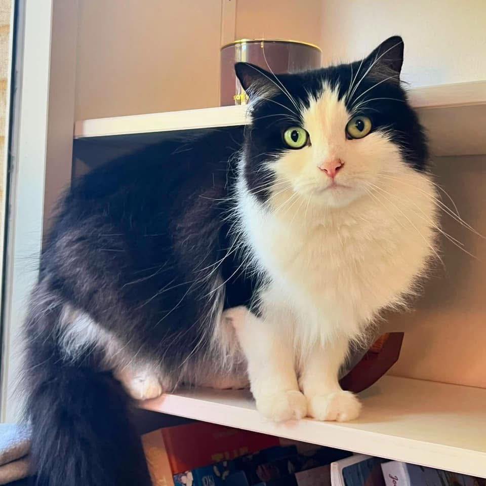 Perth - 🧸🚀 MEET DEVON 🚀🧸 ATTENTION! CAT OWNERS OF PERTH!! Is your kitty ...