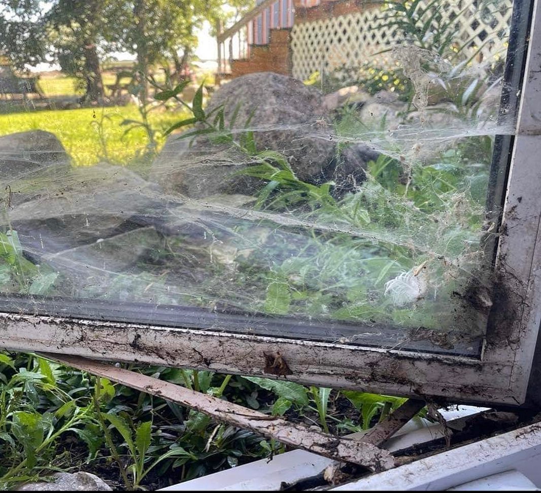 Do you have pesky spiders... - Eastman Window Cleaning | Facebook