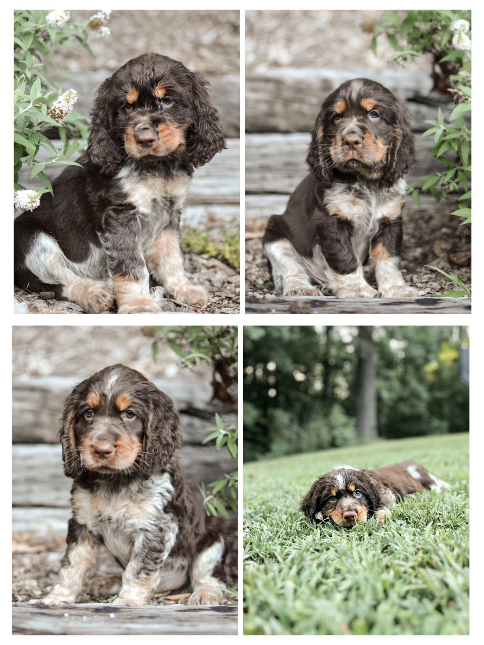 Hidden Valley Springers | Westminster SC