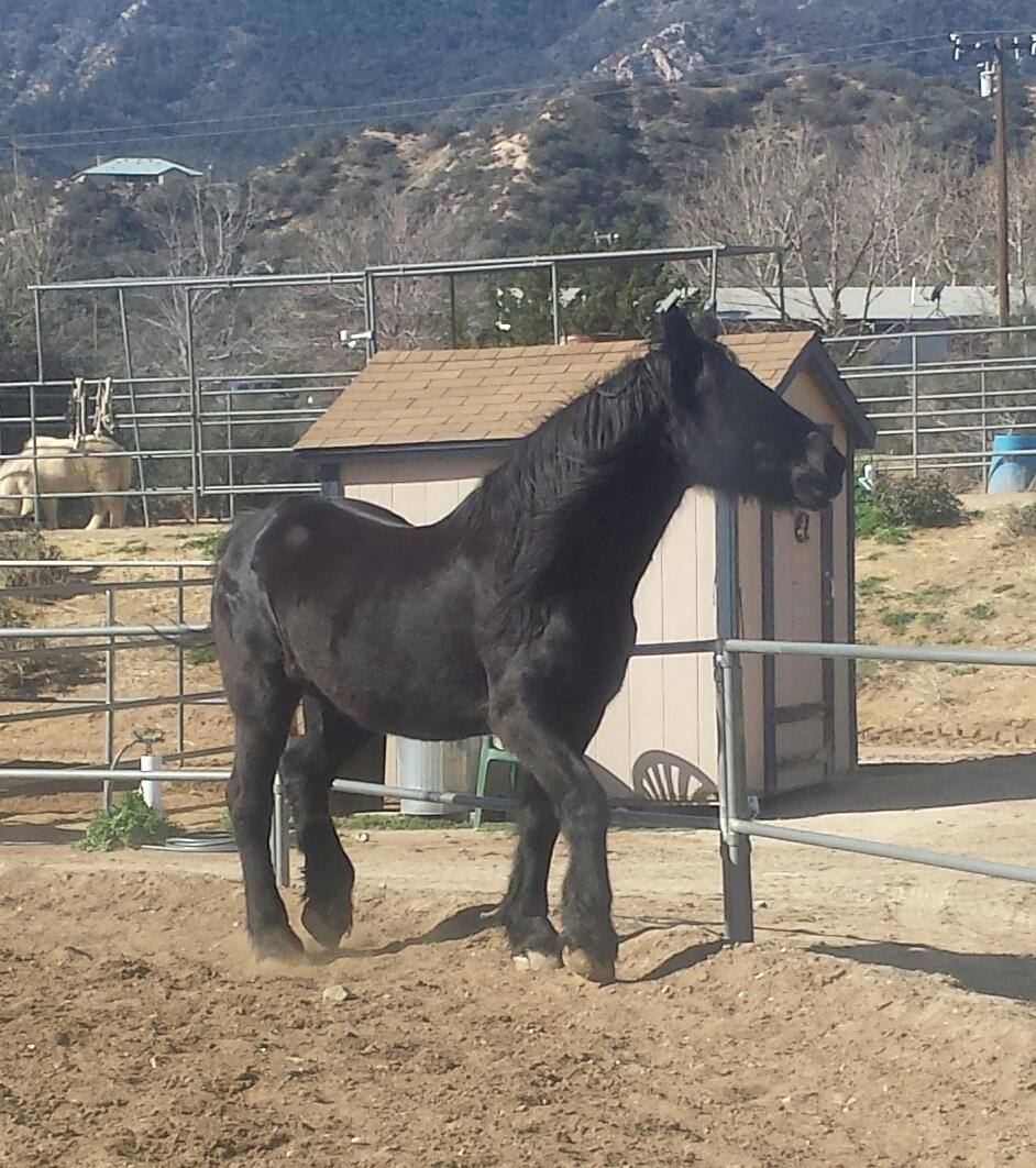 Sock Monkey Ranch | Wrightwood CA