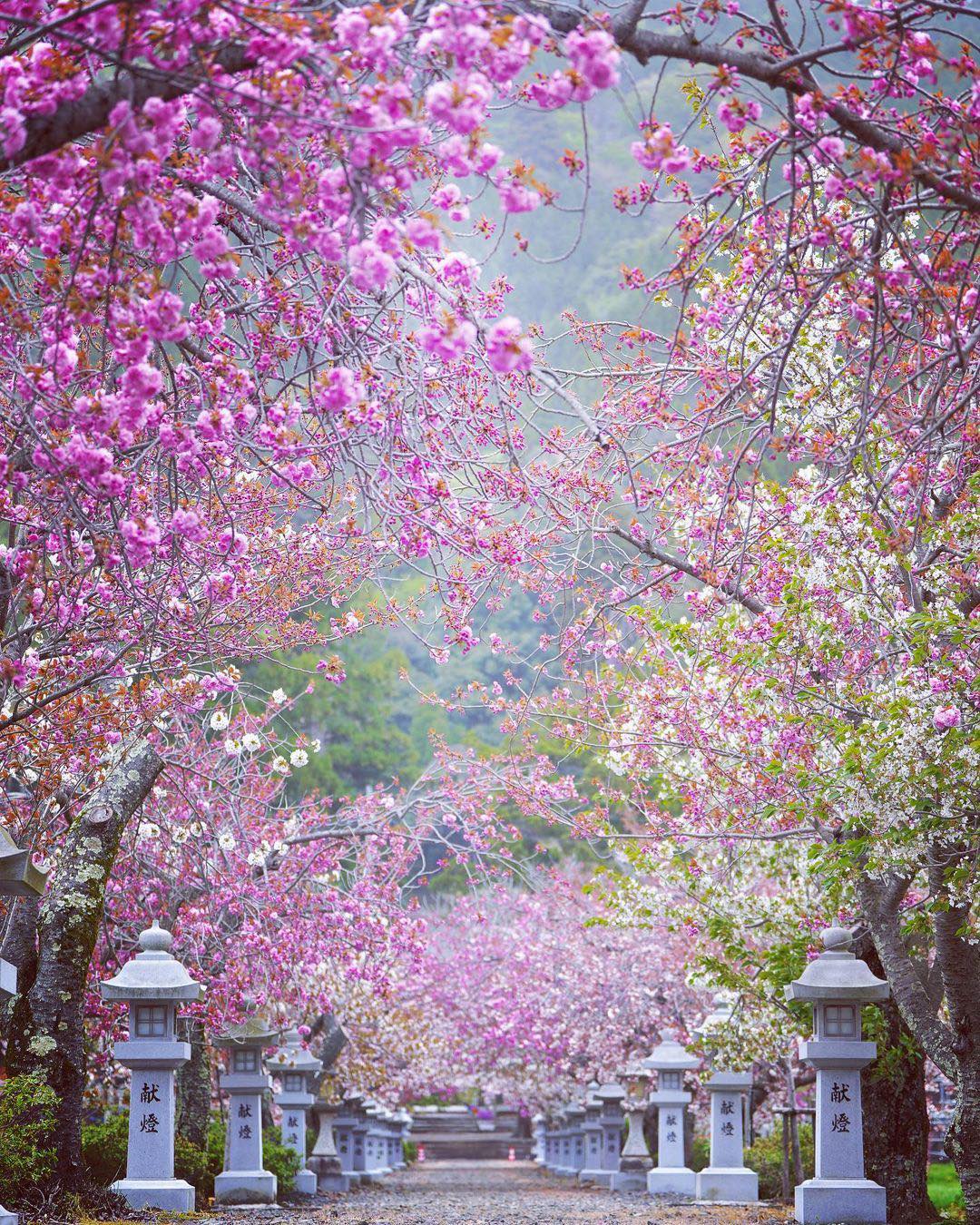 祝福のトンネルを抜けて Photo by @chitose.500 Location：伊香具神社