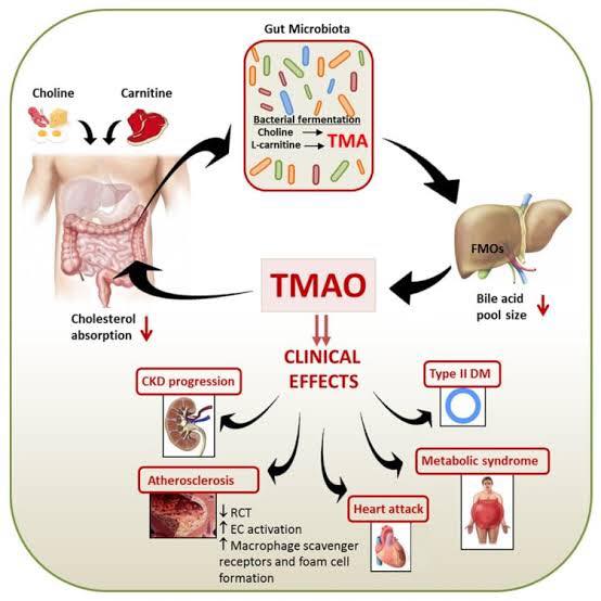 l carnitine atherosclerosis Dietary accelerates and inhibits reverse When to Take L-Carnitine for