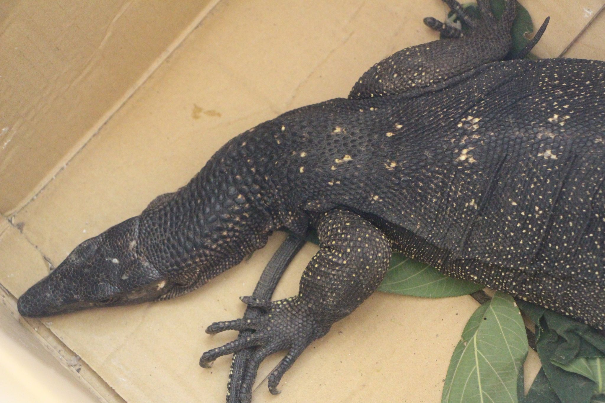 DENR - A juvenile monitor lizard of the Varanus nuchalis species ...