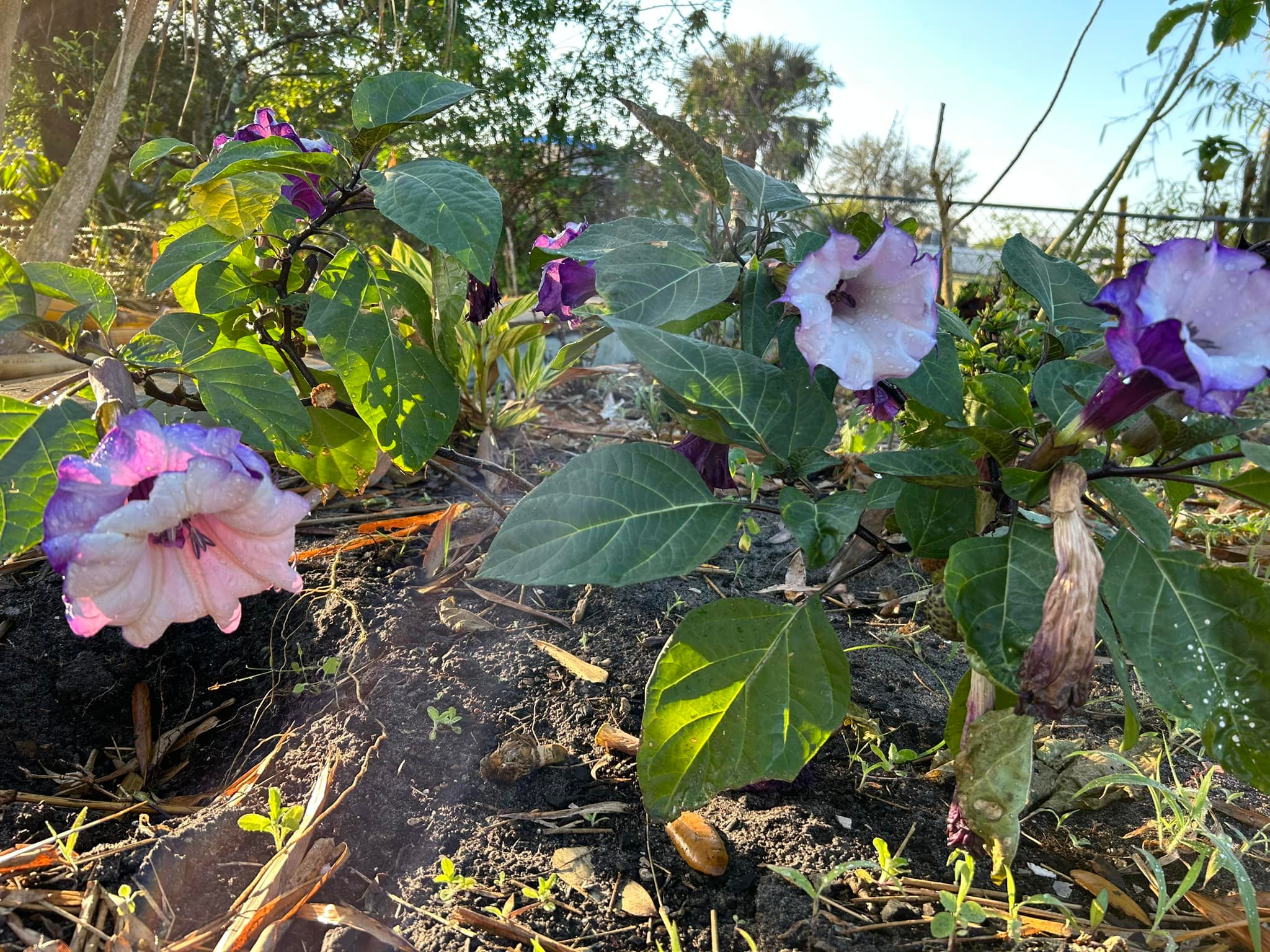 10 Semi Di Datura Metel Doppia Porpora – Fiore Di Tromba D’angelo Viola, Semi Freschi Per Giardino E Vaso, Pianta Profumata