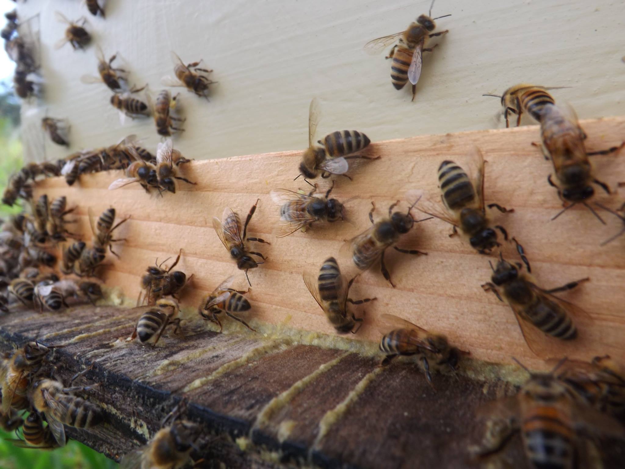 Paradise Nectar Apiaries | Mountain View HI