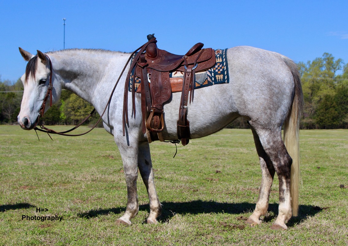 Triangle Horse Sales - 🔻#182 BID A DORANCH 🔻 2015 Gray Mare (Cruze Mode ...