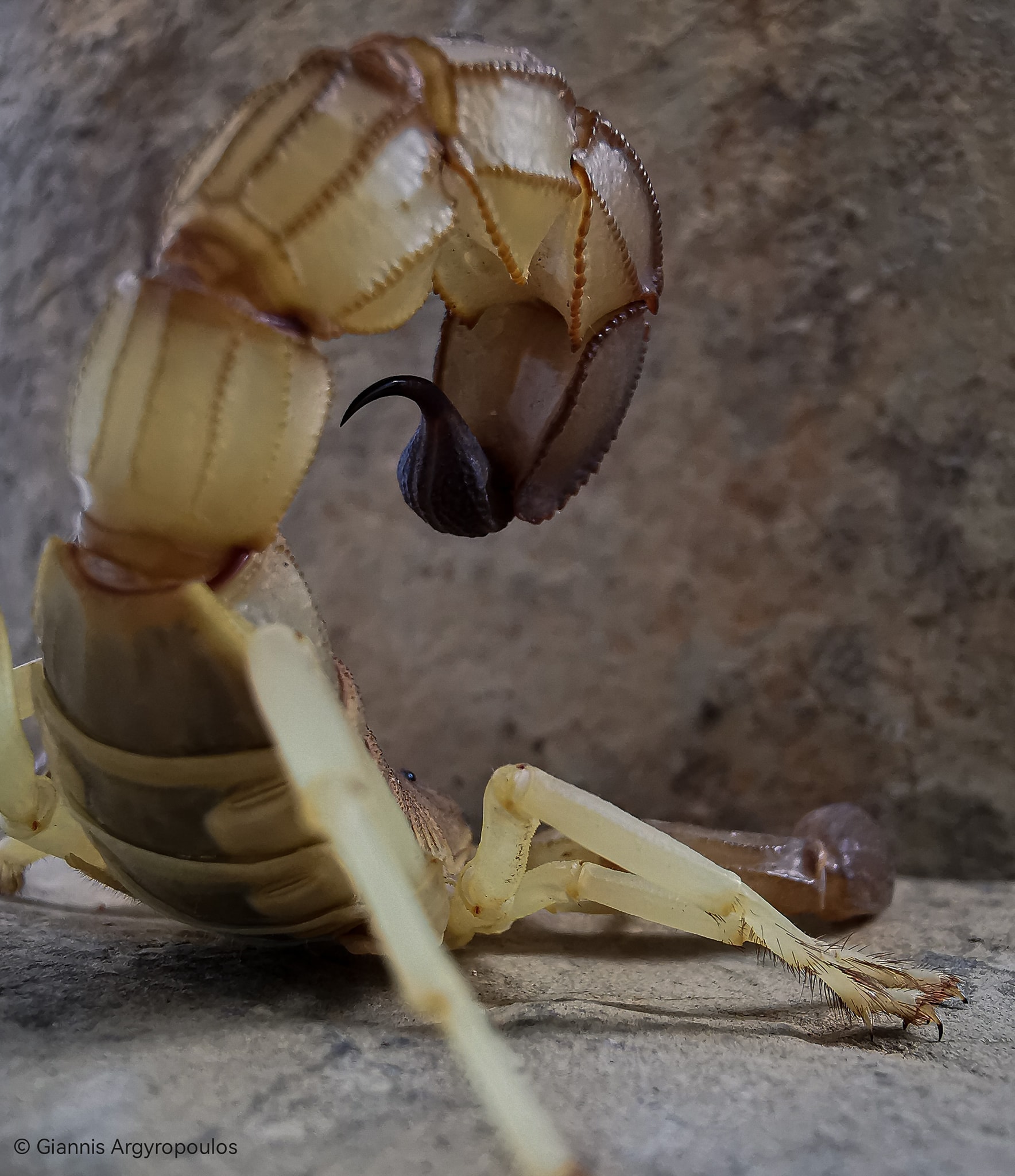 Androctonus australis 