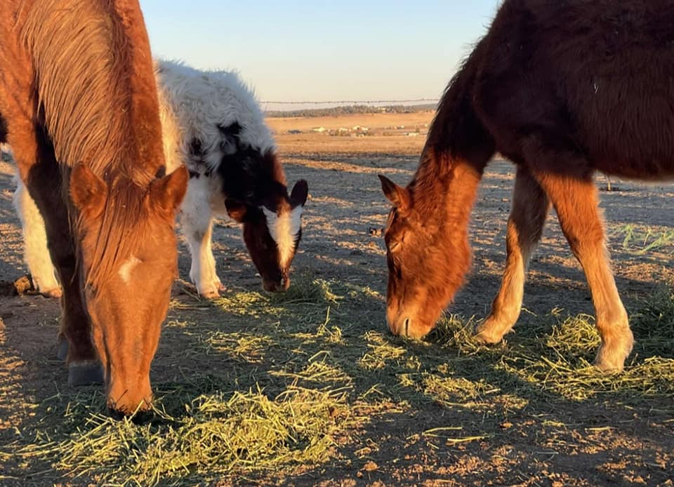 Castaways Ranch - These guys are in our 