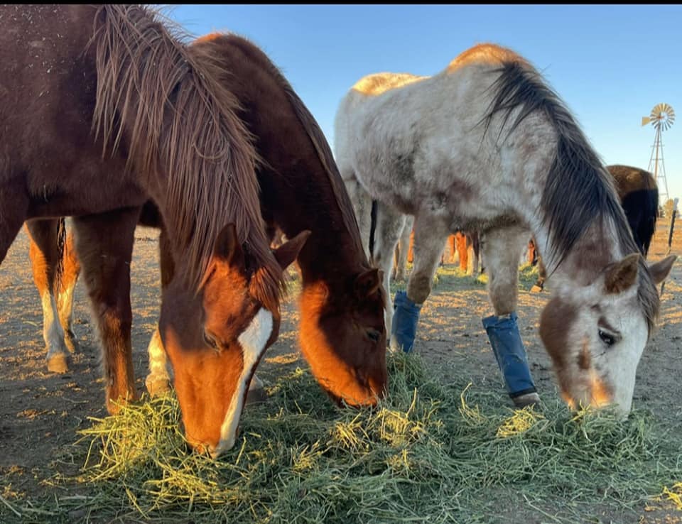 Castaways Ranch - These guys are in our 