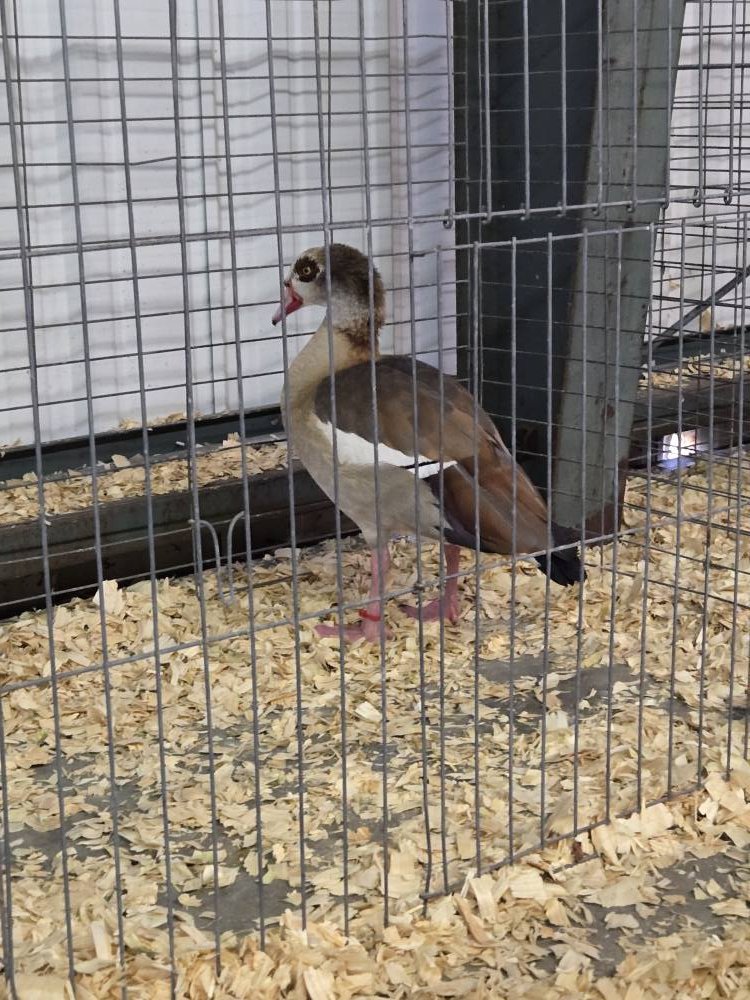 Rynish Poultry | Hortonville WI