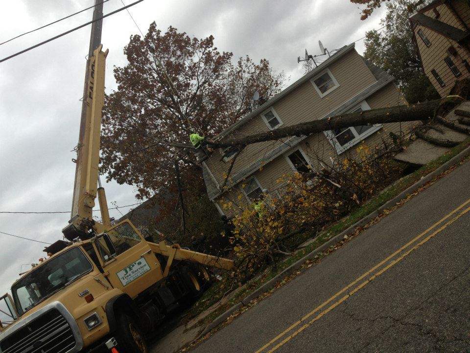 Jp's Tree Service | Rutherford NJ