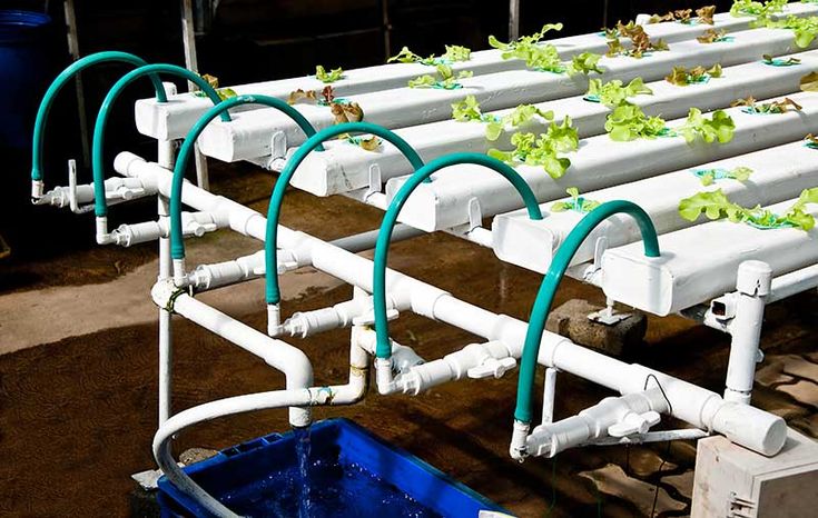 Next - a hydroponic nutrient film technique (NFT) system, a soilless ...