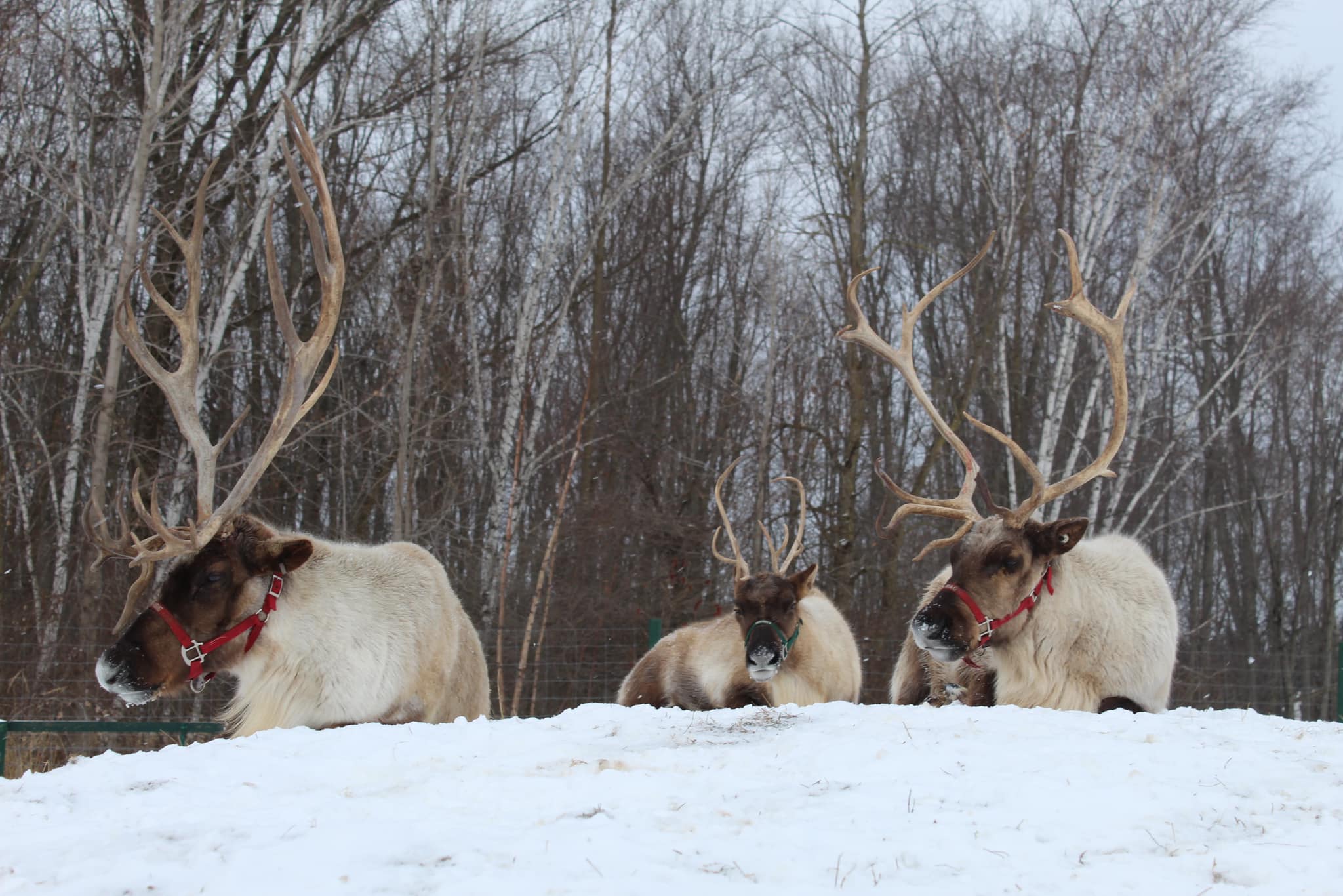 The farm is officially... - Rooftop Landing Reindeer Farm