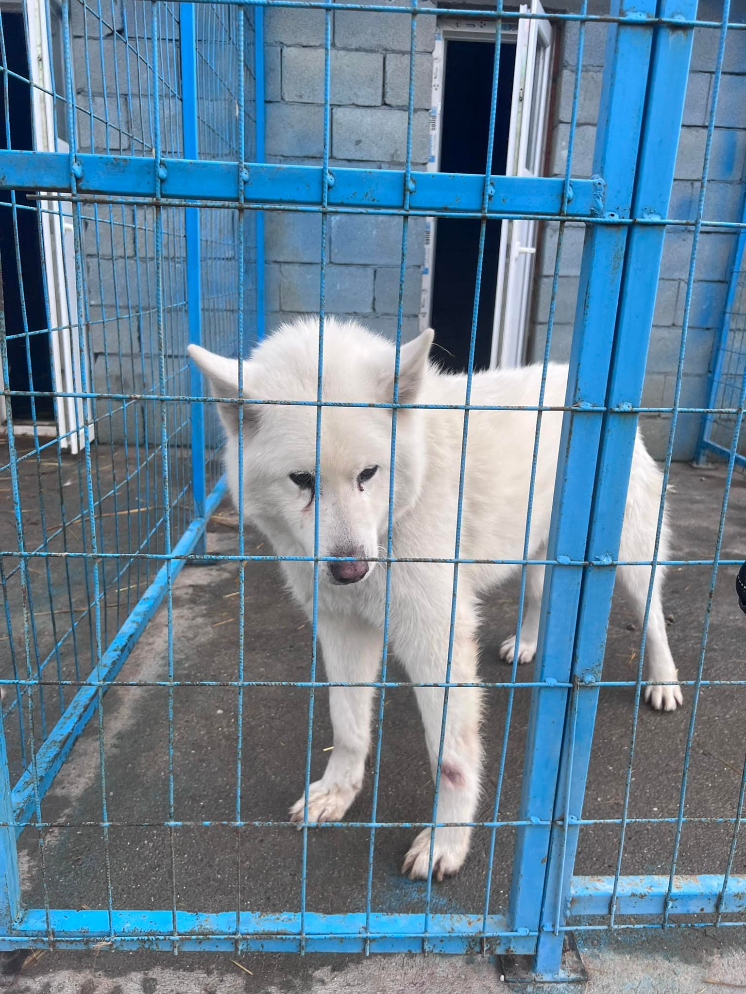 Victor's Ark - animals rescue organization